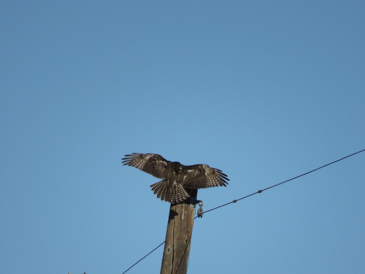 Red-tailed Hawk (Harlan's) - ML193758551