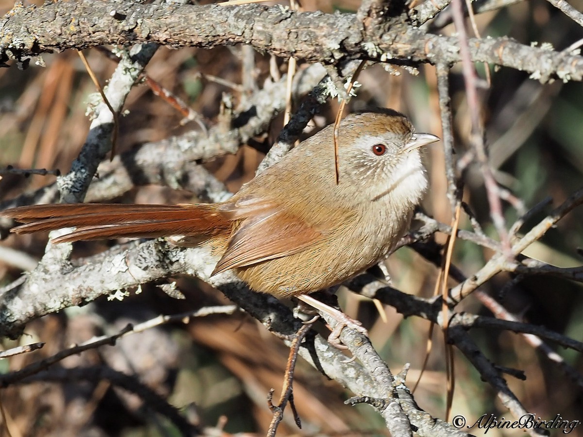 Rufous-tailed Babbler - Anonymous