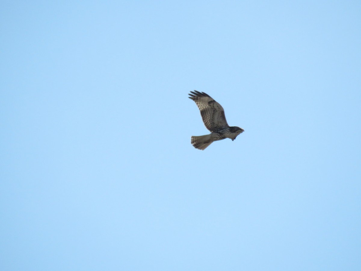 Red-tailed Hawk - ML193759641