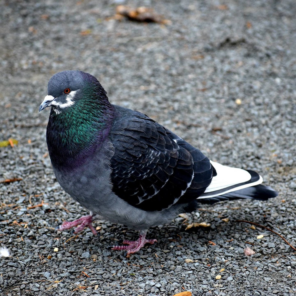 Rock Pigeon (Feral Pigeon) - ML193759881