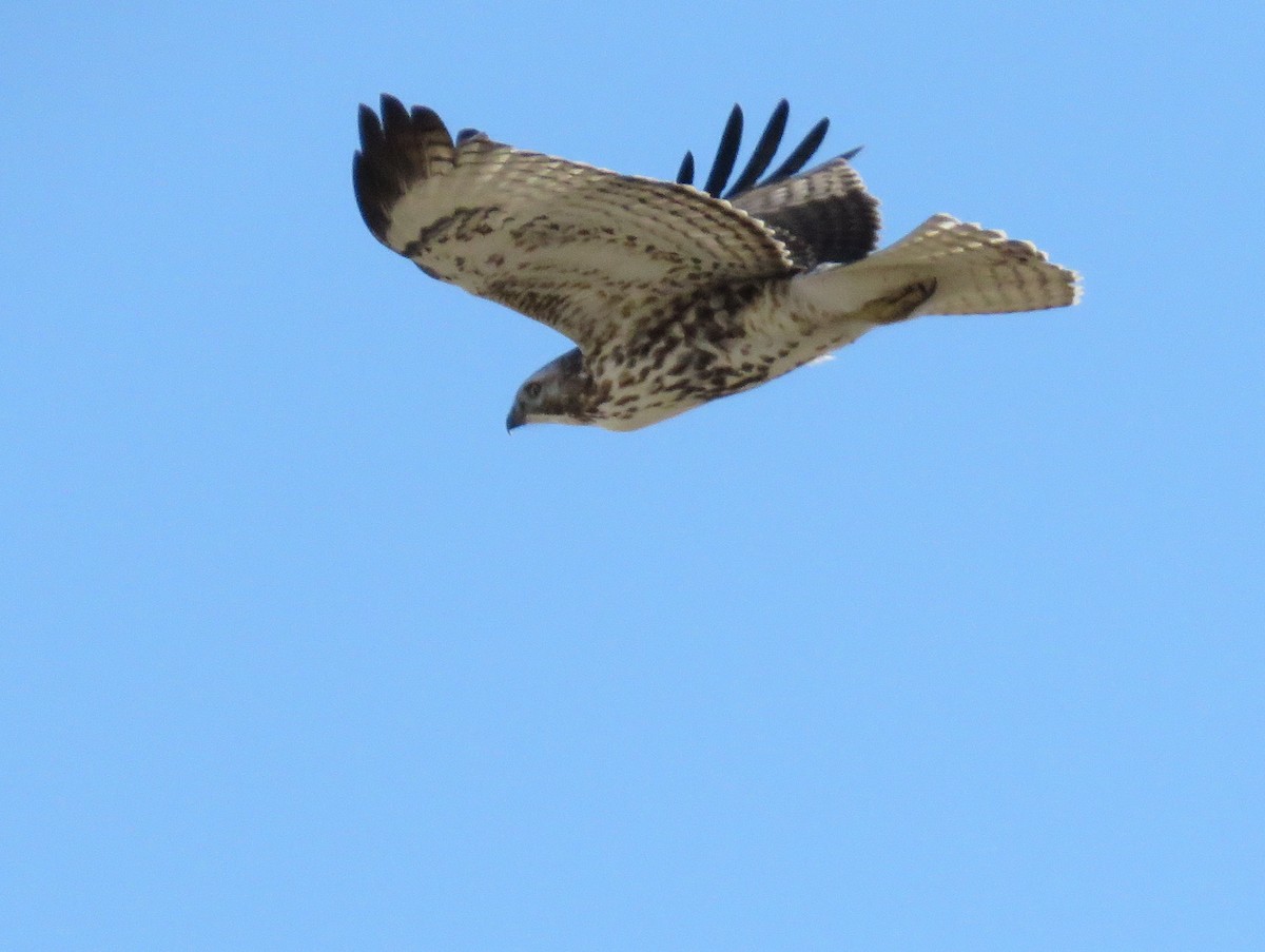 Red-tailed Hawk - ML193760621