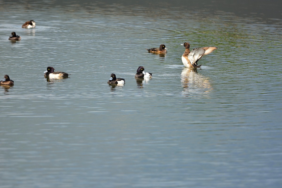 Tufted Duck - ML193761871