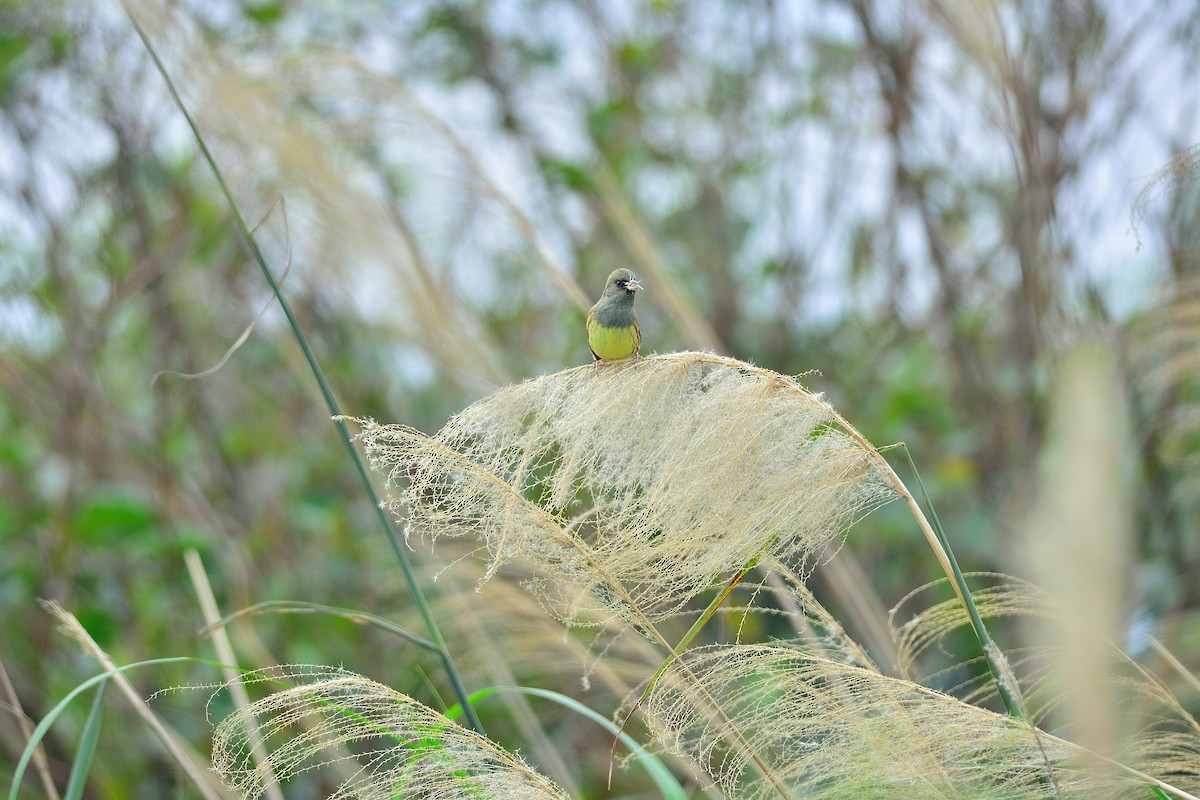 Black-faced/Masked Bunting - ML193762021