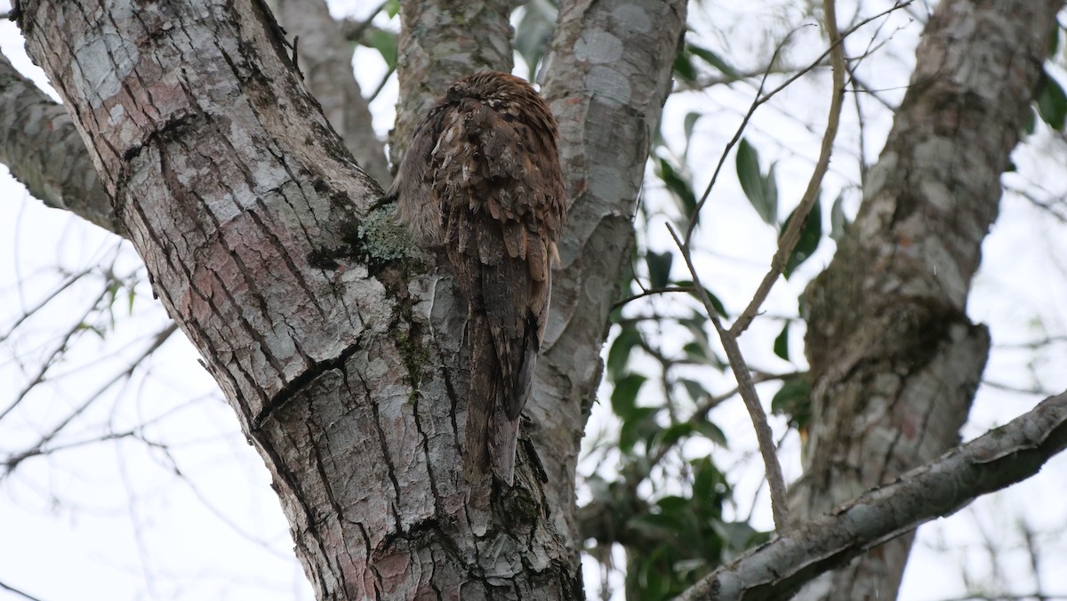 Long-tailed Potoo - Mike Grant