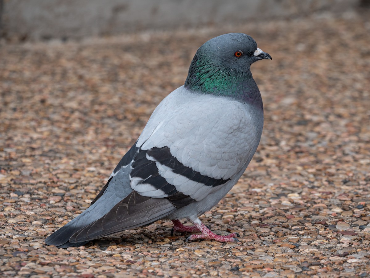 Rock Pigeon (Feral Pigeon) - ML193763191