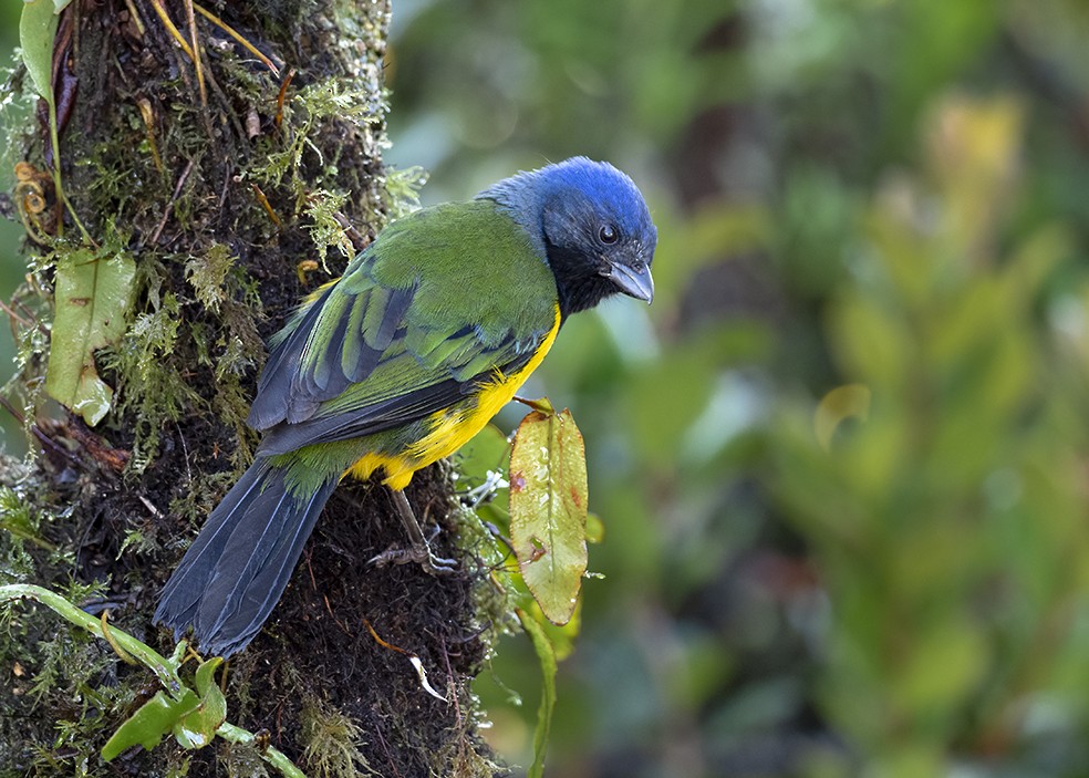 Black-chested Mountain Tanager - Andres Vasquez Noboa
