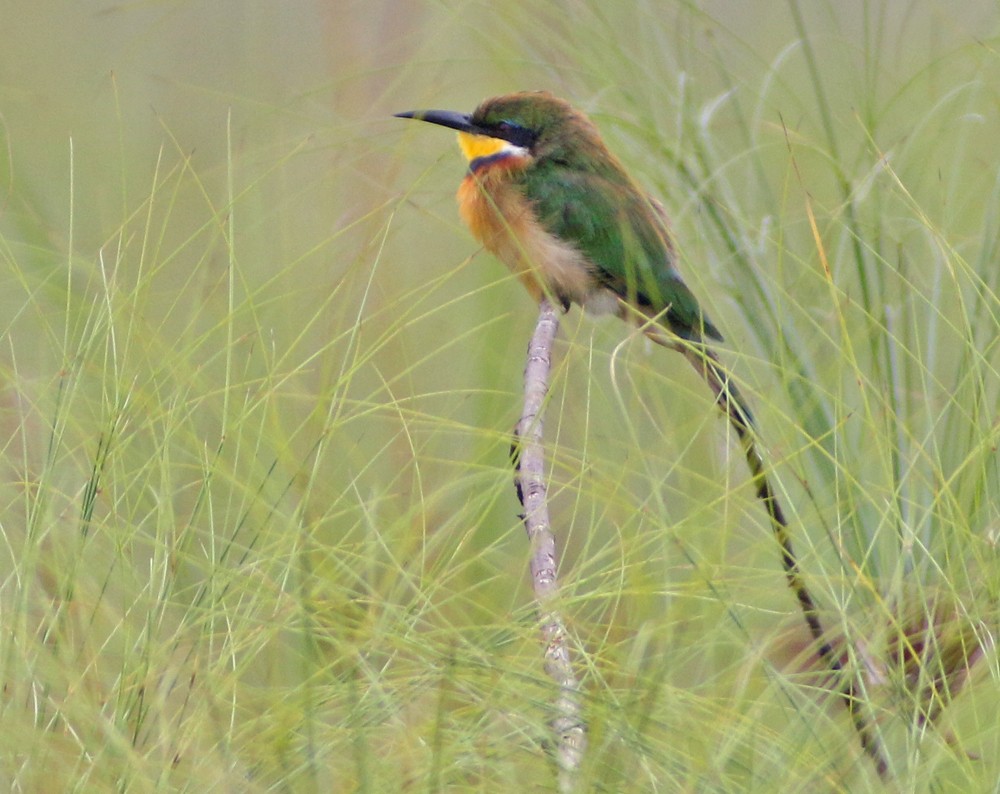 Blue-breasted Bee-eater - ML193767071