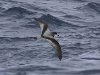  - Stejneger's Petrel