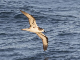  - Galapagos Petrel