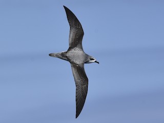  - Cook's Petrel