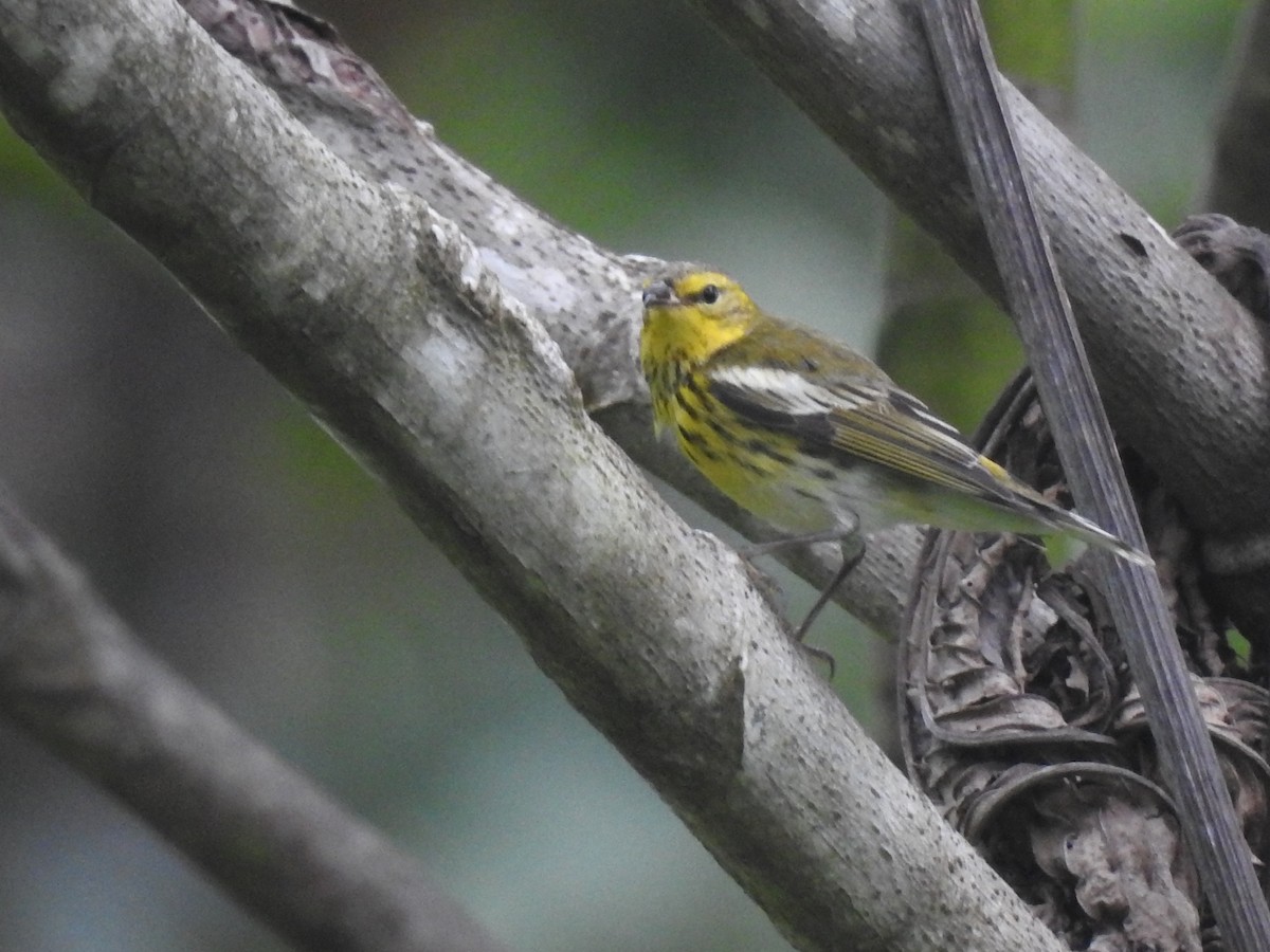 Cape May Warbler - ML193769381