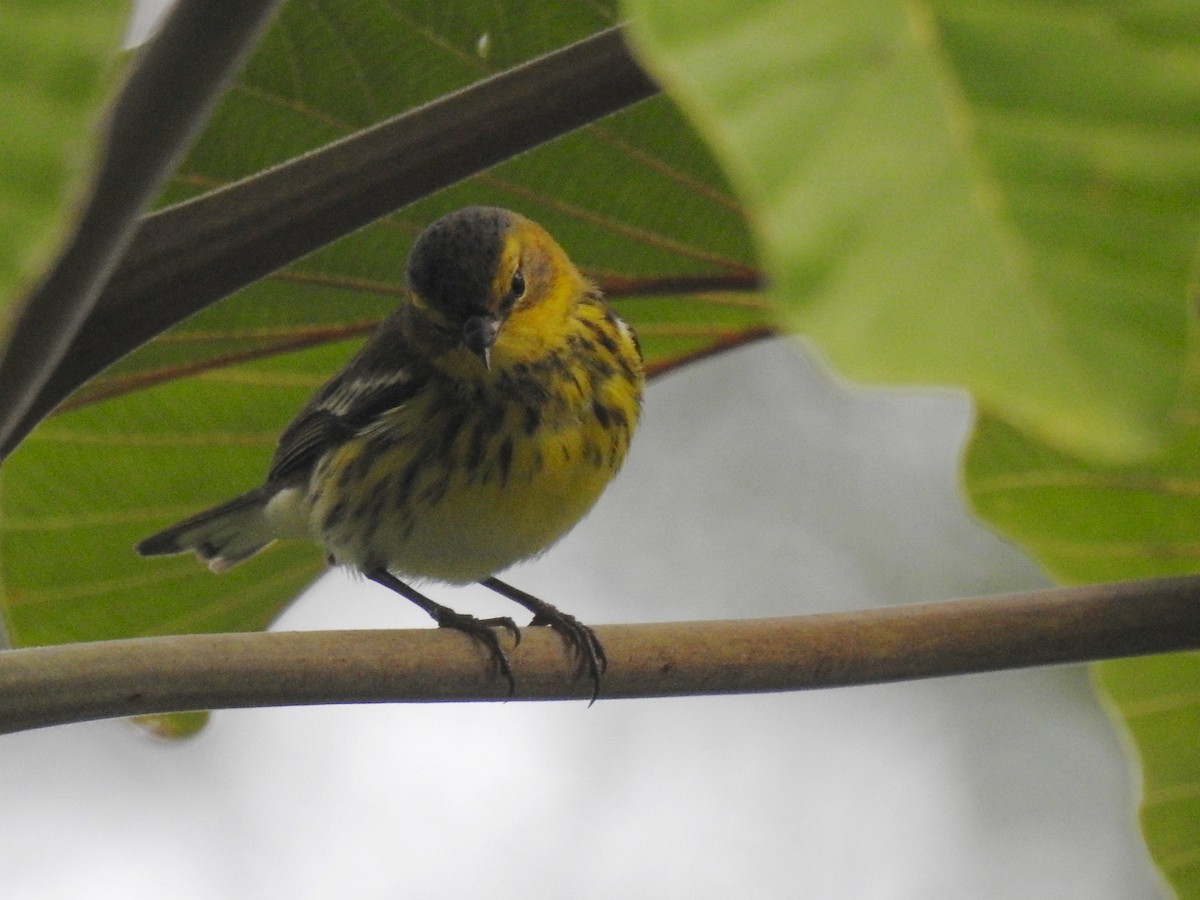 Cape May Warbler - ML193769621