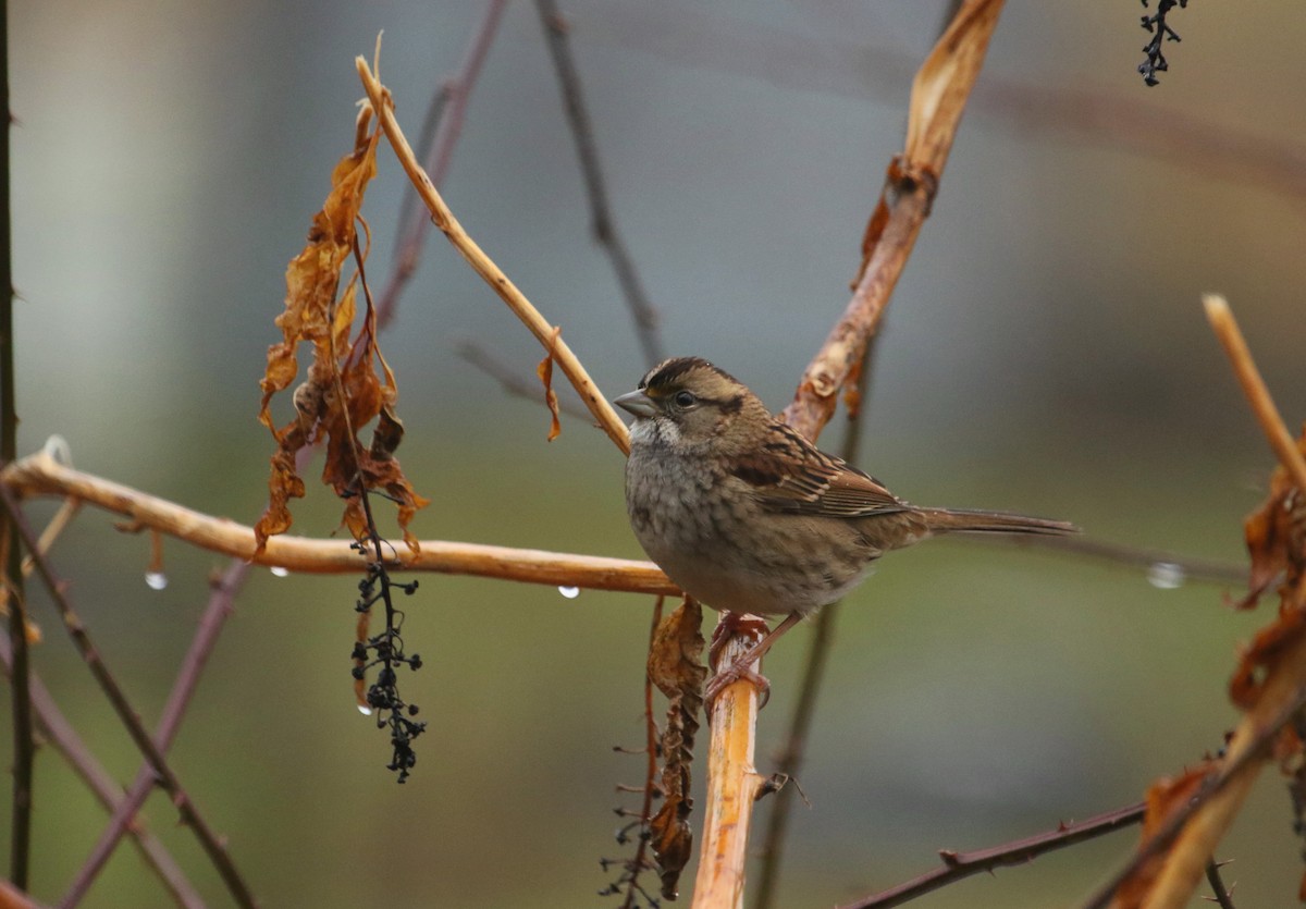White-throated Sparrow - Aaron Graham