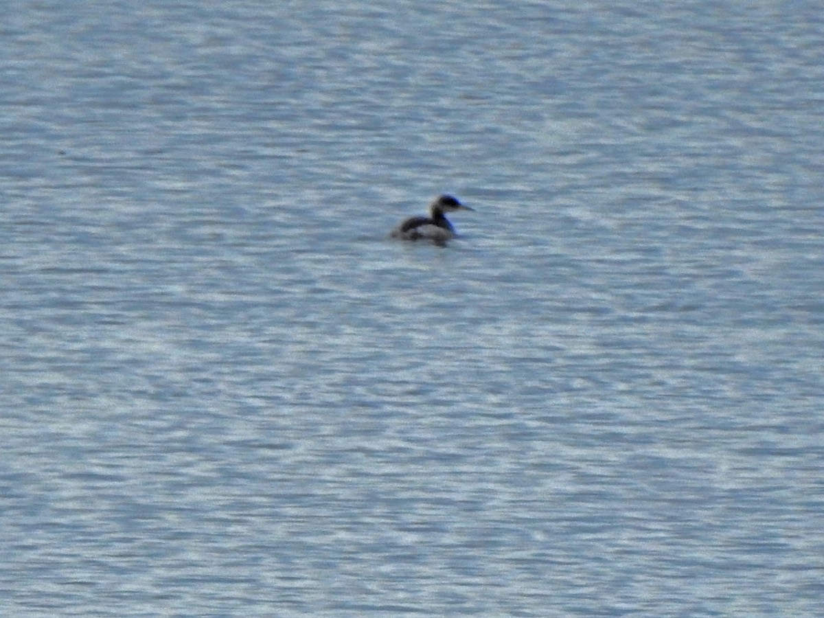 Red-necked Grebe - ML193772321