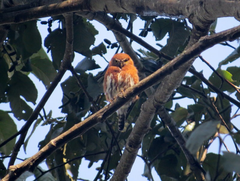 Northern Pygmy-Owl (Guatemalan) - ML193772371
