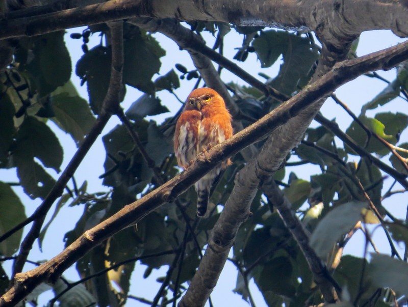 Northern Pygmy-Owl (Guatemalan) - Aaron Steed