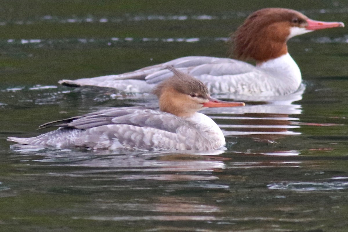 Red-breasted Merganser - Gil Ewing