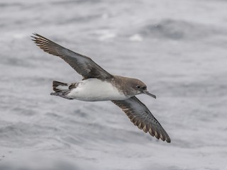  - Hutton's Shearwater