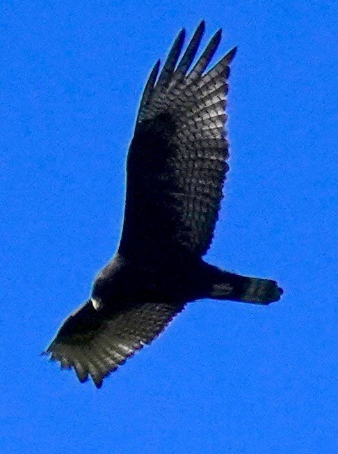 Zone-tailed Hawk - Sibylle Hechtel