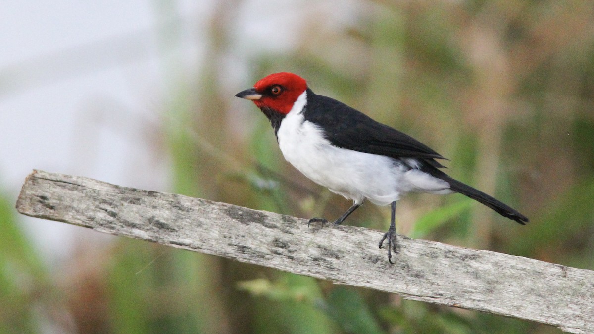 Red-capped Cardinal - ML193782681