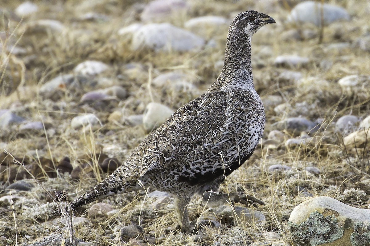 Greater Sage-Grouse - Jessica Hadley
