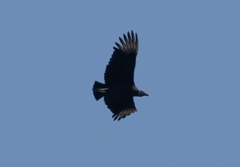 Black Vulture - ML193783801