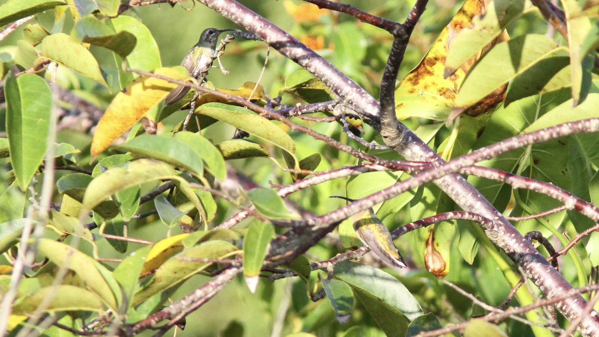 White-tailed Goldenthroat - Sean Fitzgerald