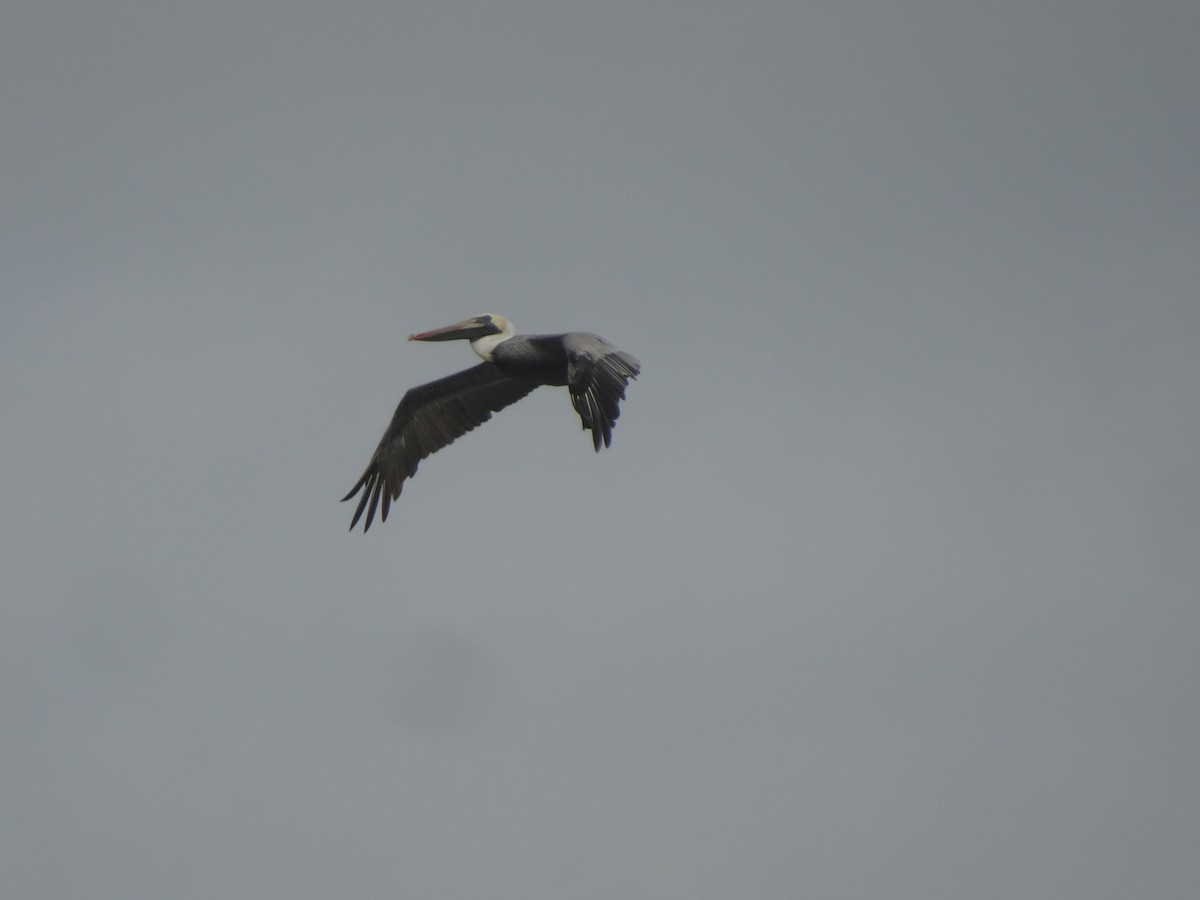 Brown Pelican - Thomas Ouchterlony