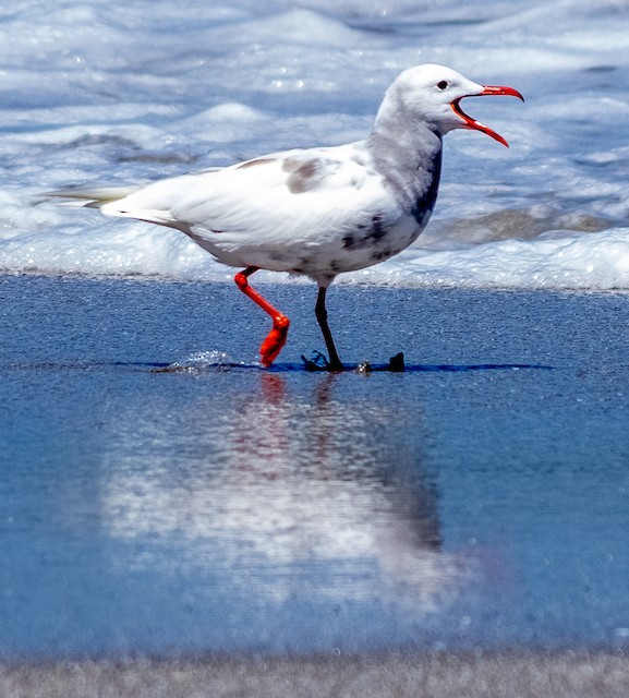 Partially leucistic lateral view - Gray Gull - 