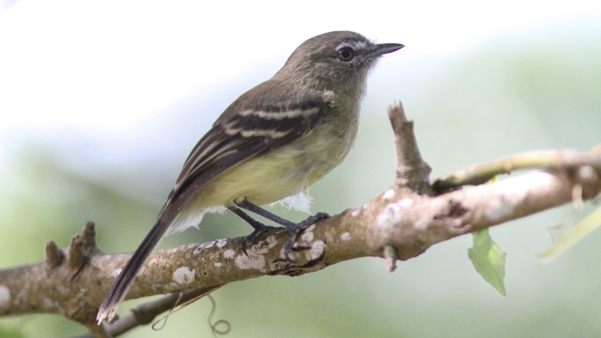Pale-tipped Tyrannulet - ML193789371