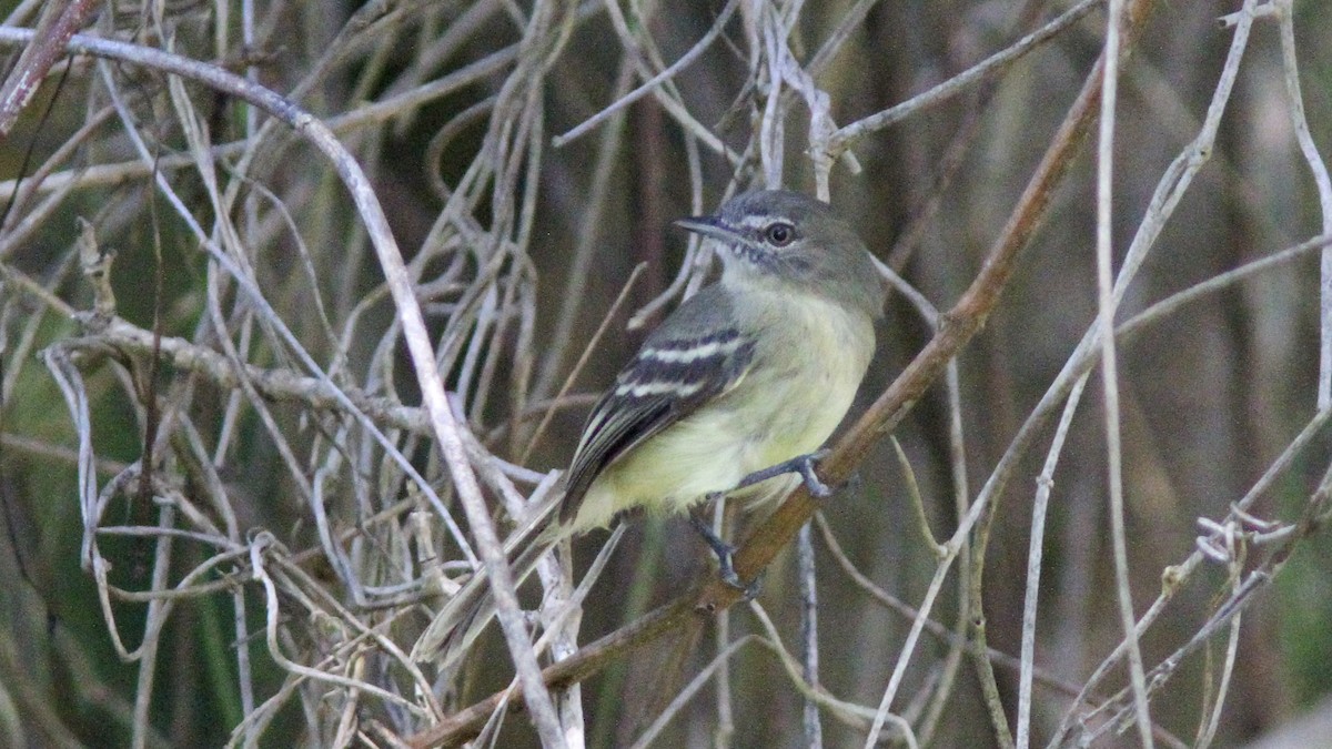 Pale-tipped Tyrannulet - Sean Fitzgerald