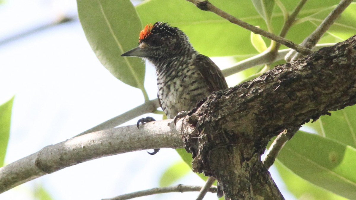 White-bellied Piculet - ML193789911