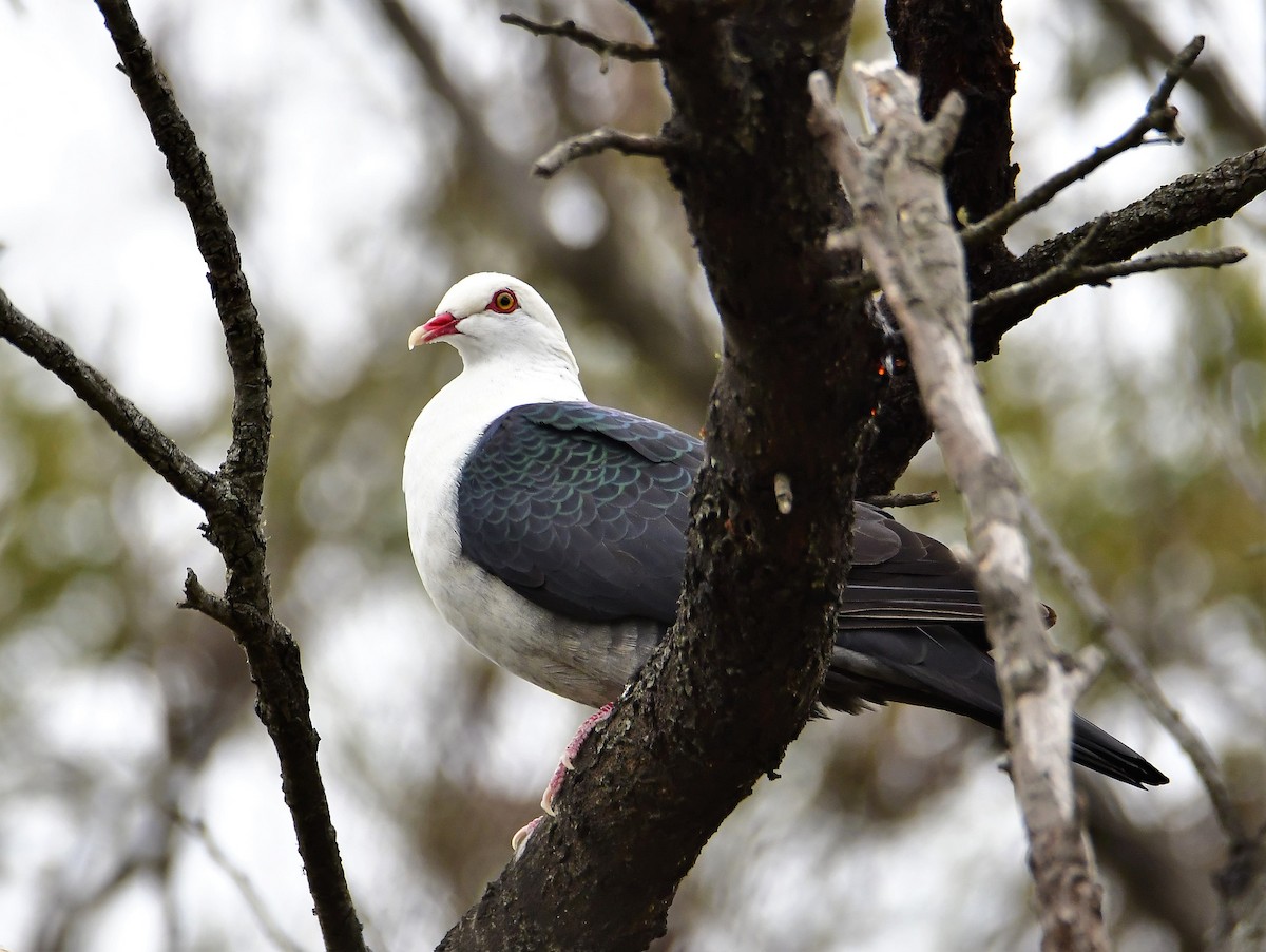 White-headed Pigeon - Betty Ray