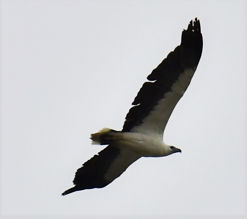 White-bellied Sea-Eagle - Betty Ray