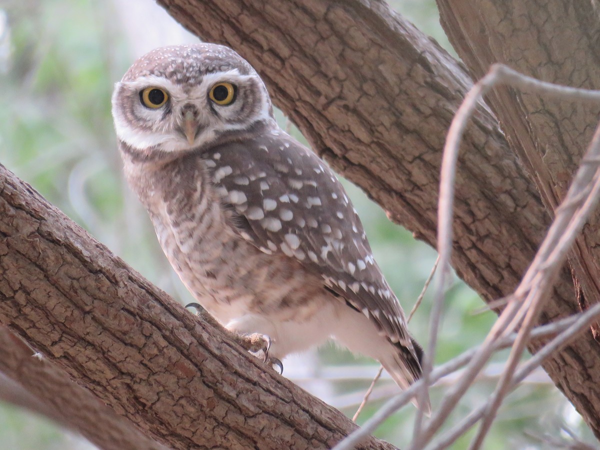 Spotted Owlet - Santharam V