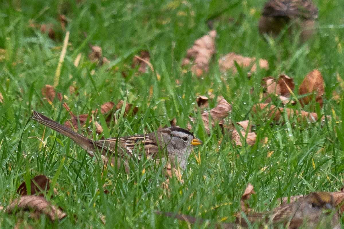 White-crowned Sparrow - ML193802751