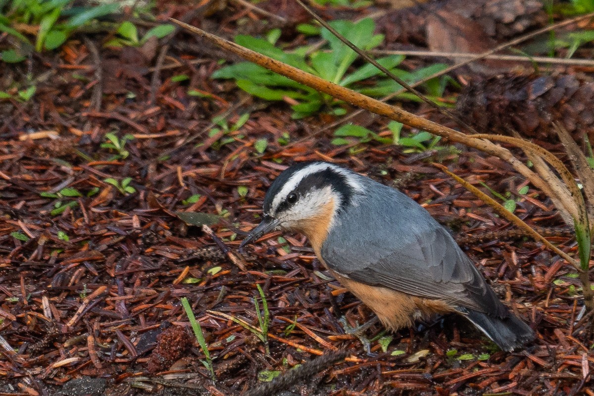 Red-breasted Nuthatch - ML193802891