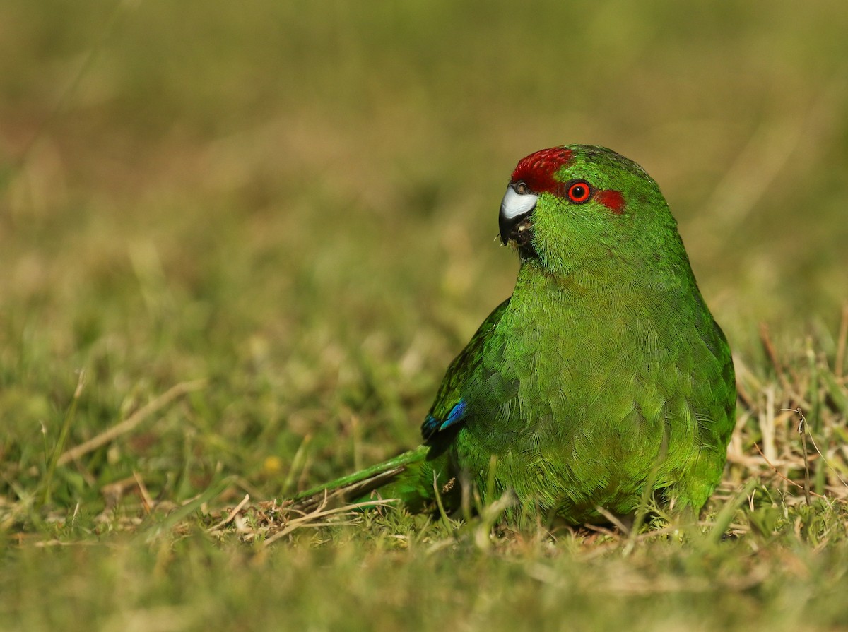 Red-crowned Parakeet - Alex Berryman