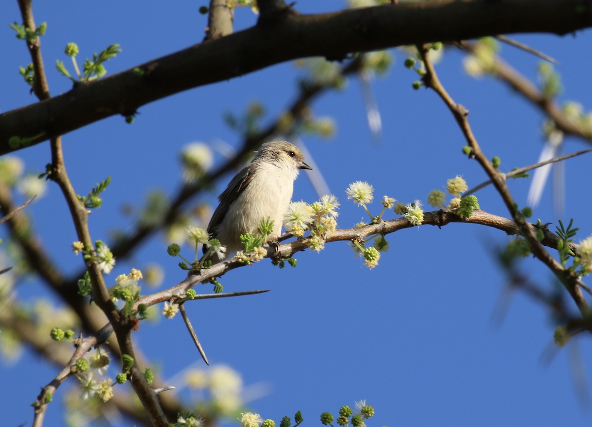 Mouse-colored Penduline-Tit - ML193806121