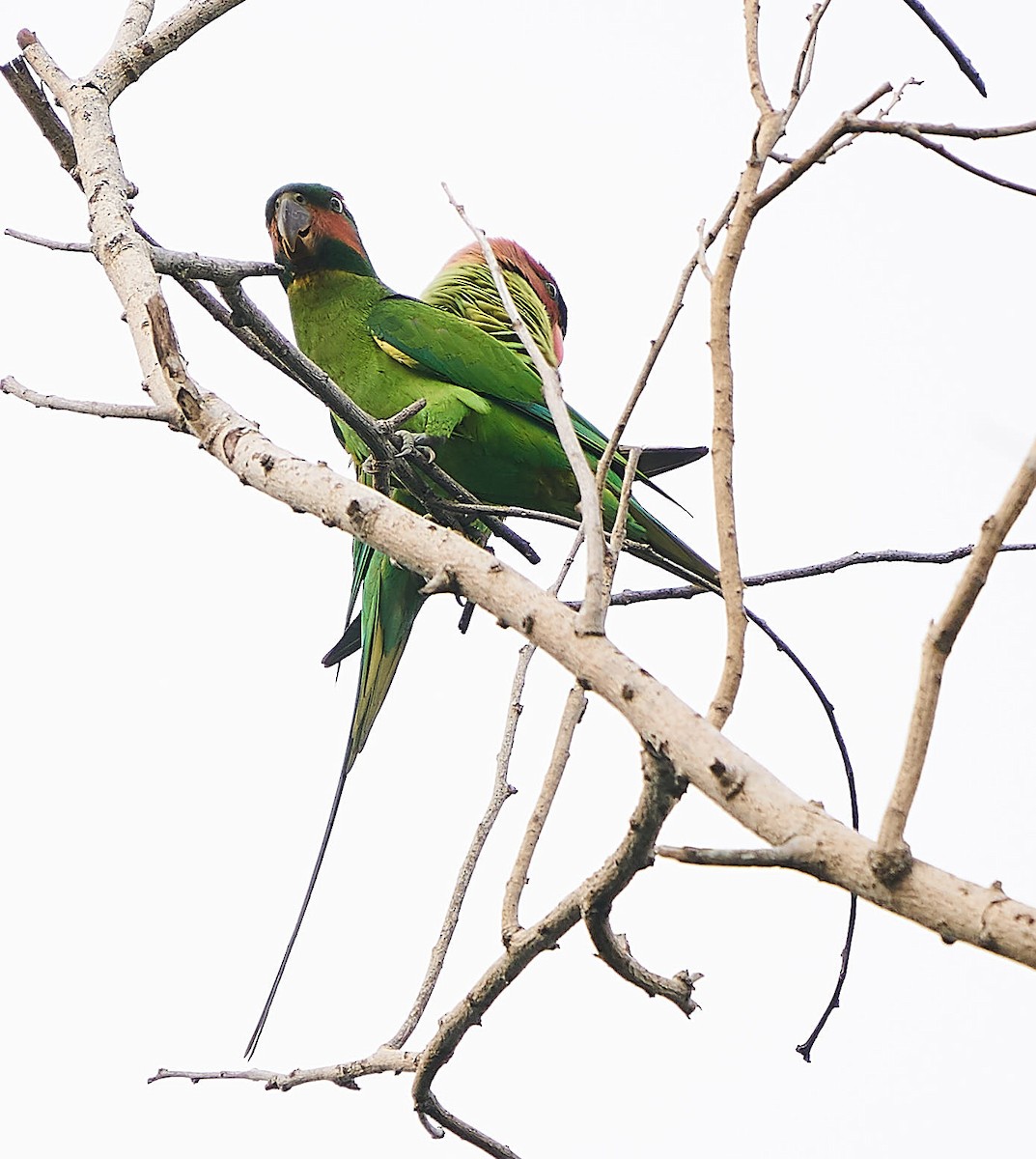 Long-tailed Parakeet - Steven Cheong