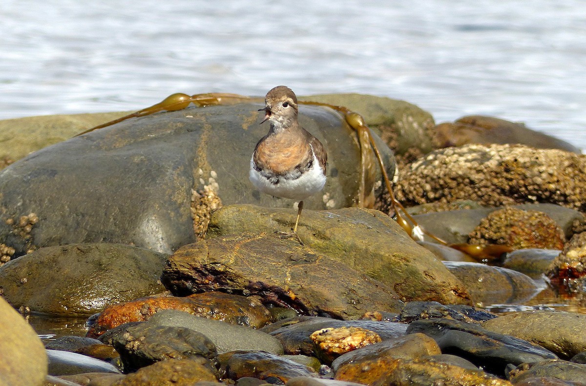 Rufous-chested Dotterel - ML193811401