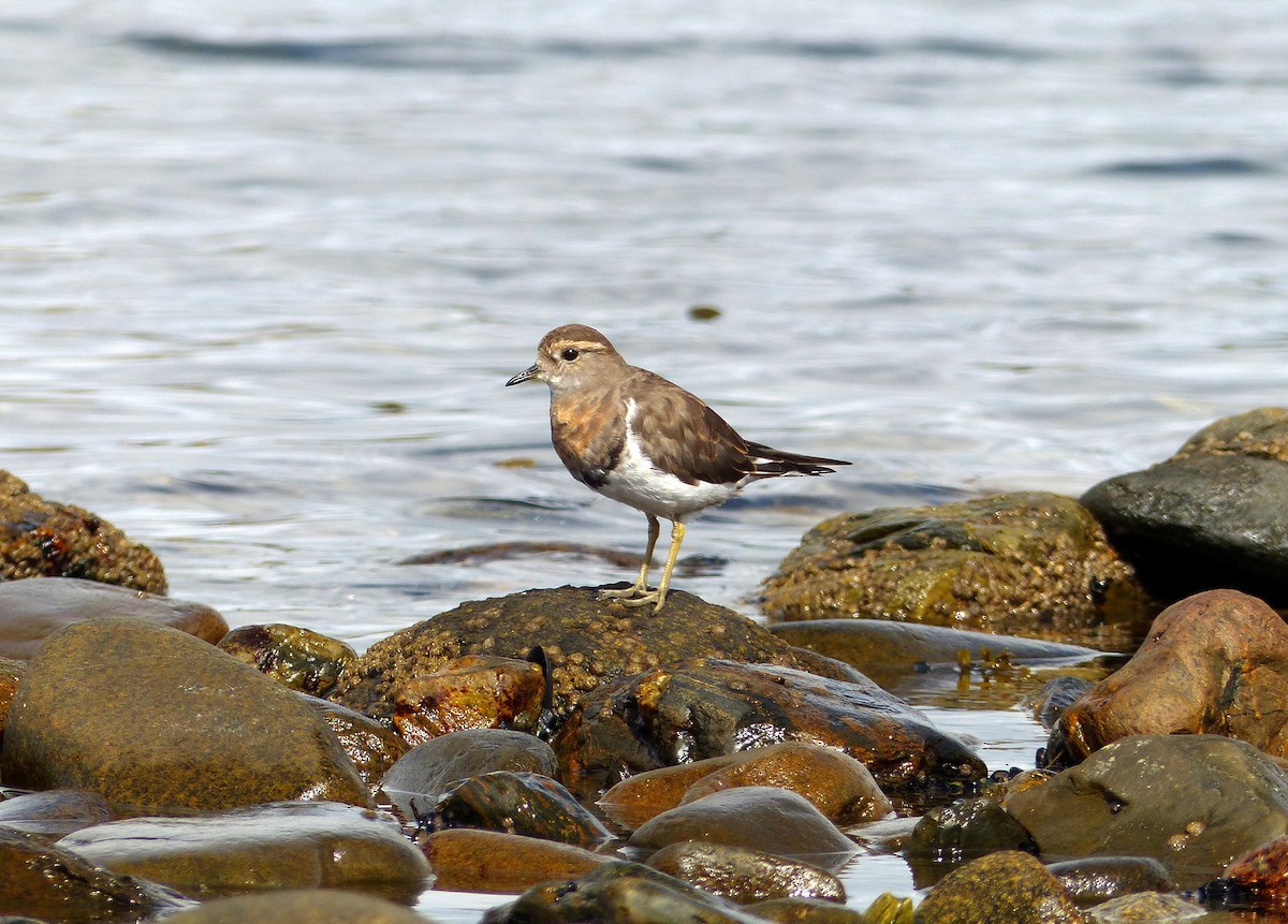 Rufous-chested Dotterel - ML193811411