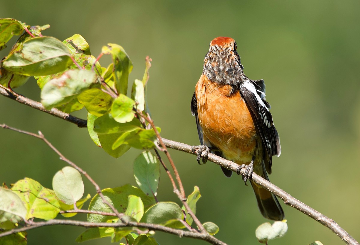 Rufous-tailed Plantcutter - ML193813391