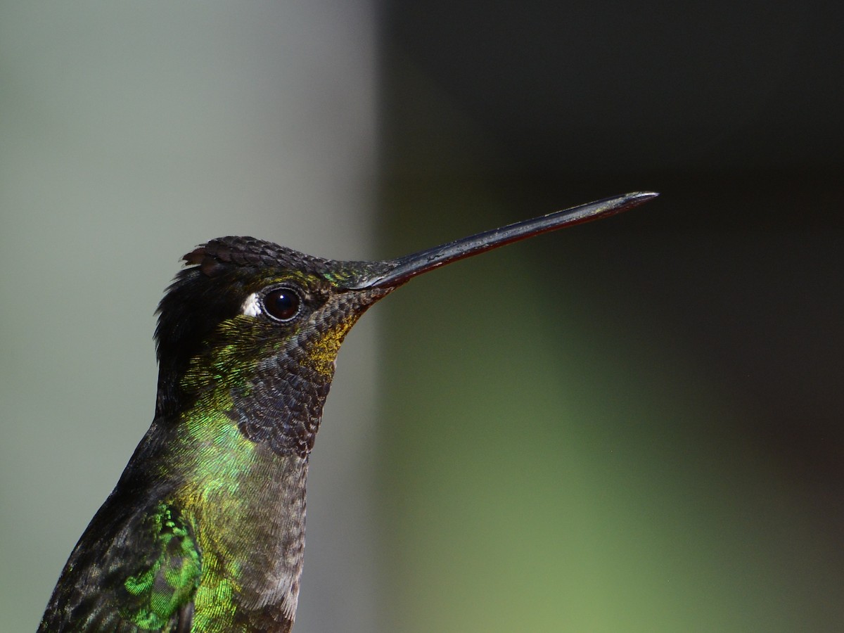 Talamanca Hummingbird - ML193813721