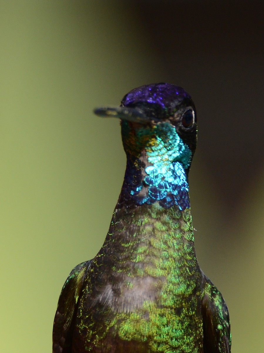 Talamanca Hummingbird - ML193813801