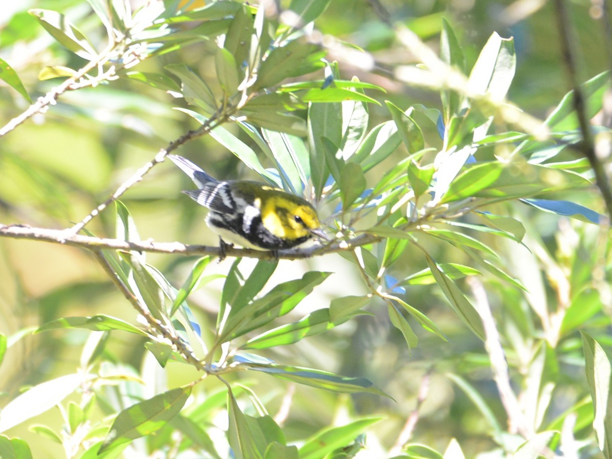Black-throated Green Warbler - ML193815701