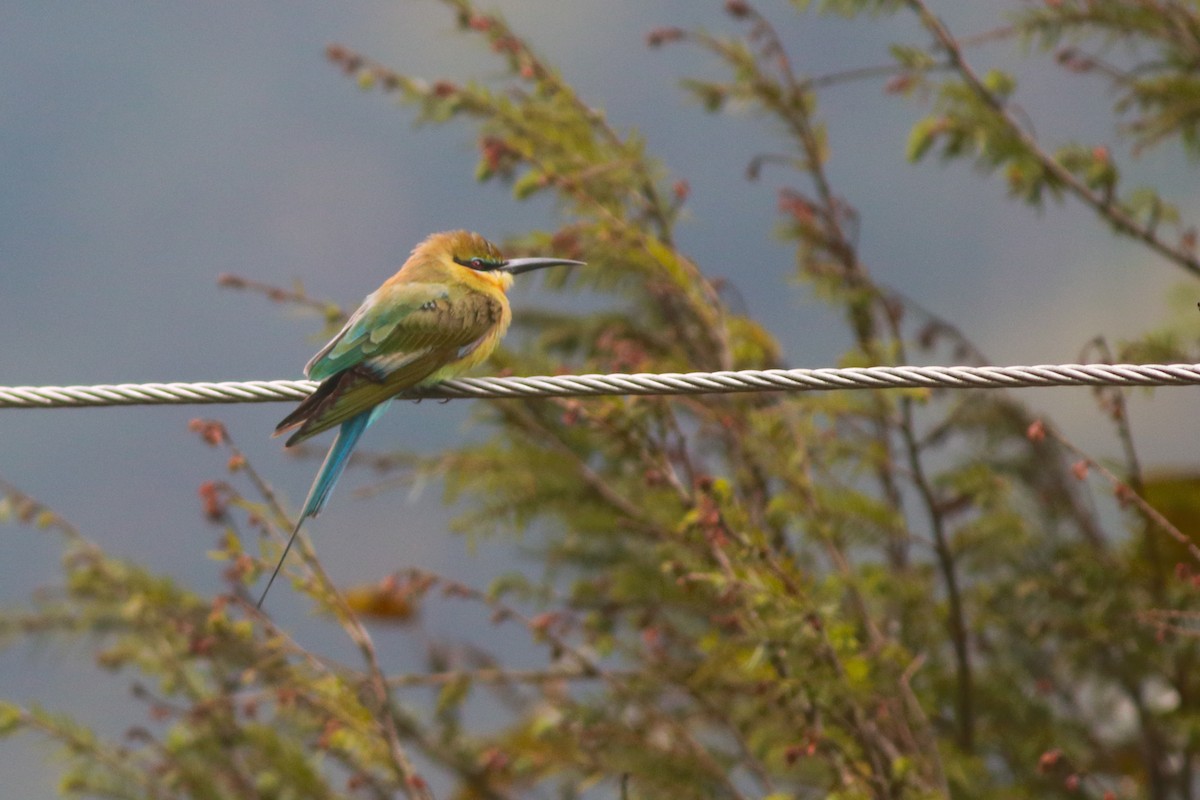 Blue-tailed Bee-eater - Dibyendu Ash