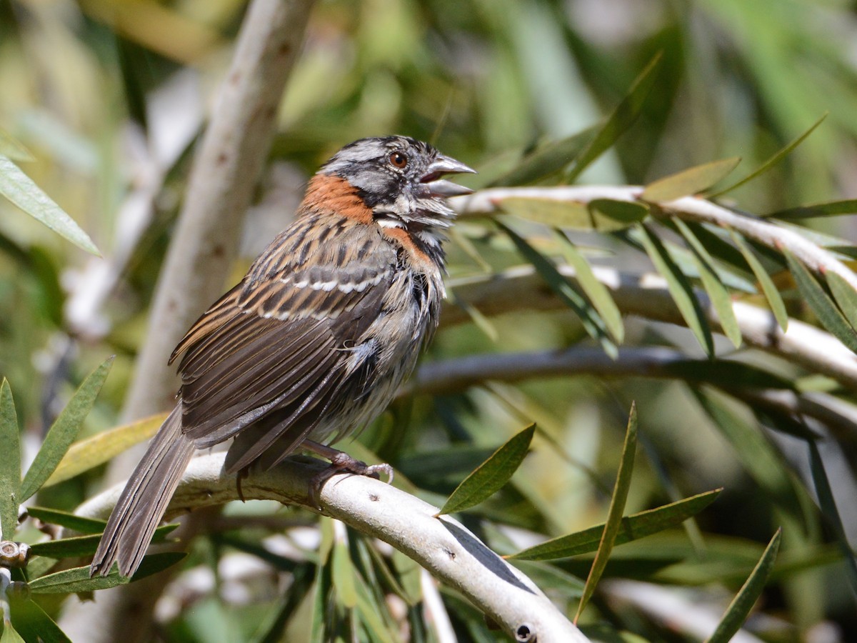 Rufous-collared Sparrow - ML193815951