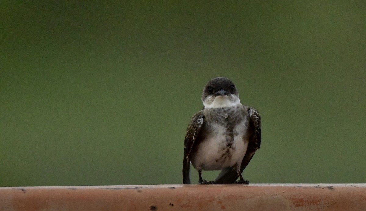 Brown-chested Martin - ML193818621