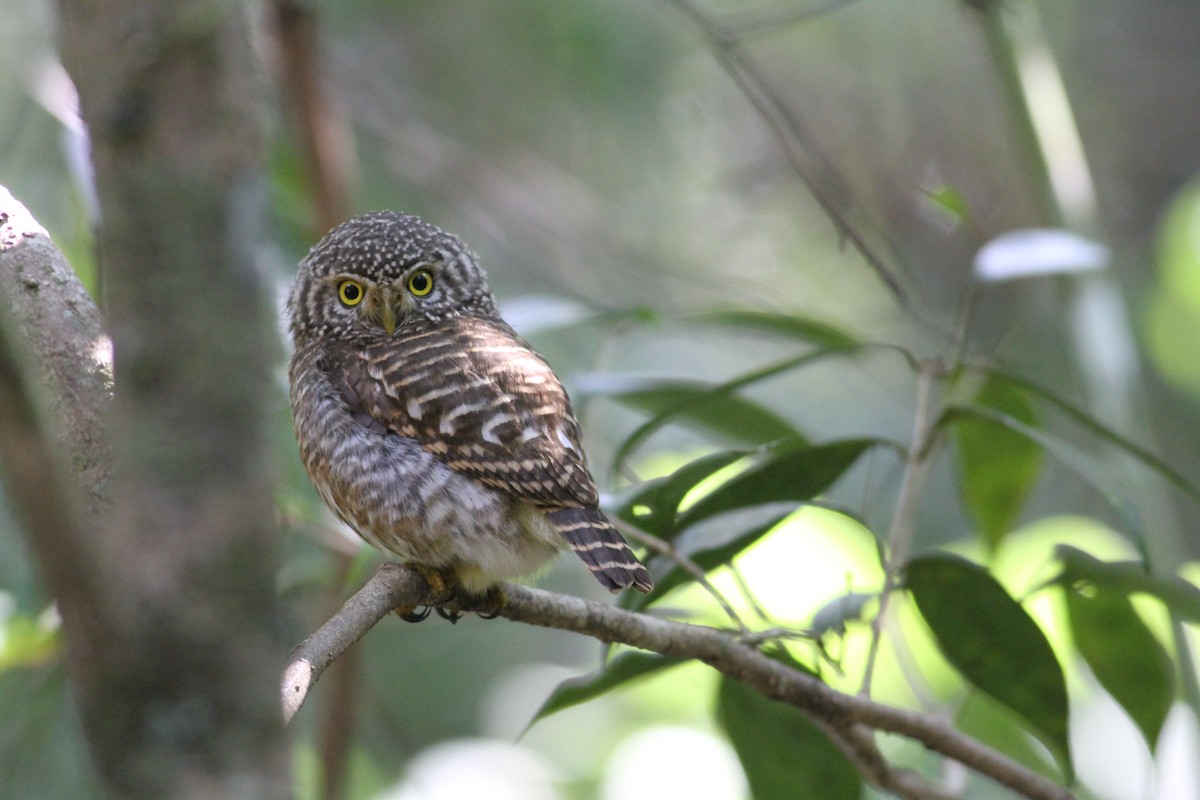 Collared Owlet - ML193820231